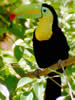 Costa Rica Animal Images pic 1