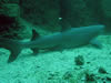 Costa Rica Animal Images pic 10