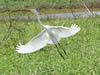 Costa Rica Animal Images pic 11