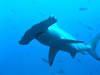 Costa Rica Animal Images pic 12