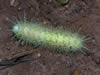 Costa Rica Animal Images pic 13