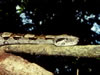 Costa Rica Animal Images pic 14