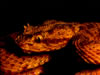 Costa Rica Animal Images pic 15