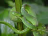 Costa Rica Animal Images pic 17