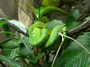 Costa Rica Animal Images pic 18
