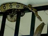 Costa Rica Animal Images pic 19