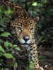Costa Rica Animal Images pic 2