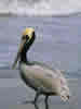 Costa Rica Animal Images pic 20