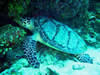 Costa Rica Animal Images pic 21