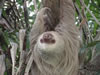 Costa Rica Animal Images pic 22