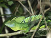 Costa Rica Animal Images pic 23