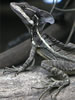Costa Rica Animal Images pic 24