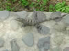 Costa Rica Animal Images pic 25