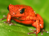 Costa Rica Animal Images pic 27