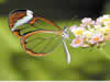 Costa Rica Animal Images pic 28