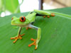 Costa Rica Animal Images pic 29