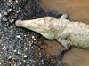 Costa Rica Animal Images pic 30