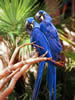 Costa Rica Animal Images pic 31