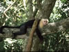 Costa Rica Animal Images pic 32