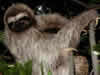 Costa Rica Animal Images pic 33