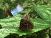 Costa Rica Animal Images pic 34