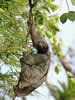 Costa Rica Animal Images pic 35