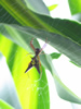 Costa Rica Animal Images pic 36