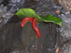Costa Rica Animal Images pic 38