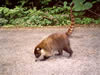 Costa Rica Animal Images pic 39