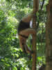 Costa Rica Animal Images pic 4