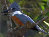 Costa Rica Animal Images pic 40