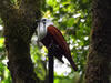 Costa Rica Animal Images pic 41