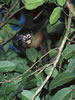 Costa Rica Animal Images pic 42