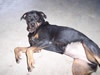 Costa Rica Animal Images pic 43
