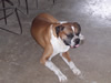 Costa Rica Animal Images pic 44