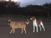Costa Rica Animal Images pic 46