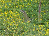 Costa Rica Animal Images pic 47