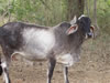 Costa Rica Animal Images pic 48