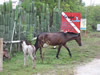 Costa Rica Animal Images pic 49