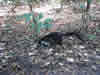 Costa Rica Animal Images pic 5