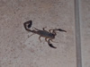 Costa Rica Animal Images pic 50