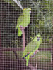 Costa Rica Animal Images pic 51