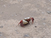 Costa Rica Animal Images pic 52