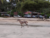 Costa Rica Animal Images pic 53