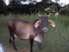 Costa Rica Animal Images pic 54