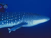 Costa Rica Animal Images pic 7