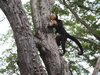 Costa Rica Animal Images pic 8