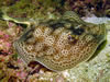 Costa Rica Animal Images pic 9