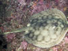 Costa Rica Aquatic Images pic 10