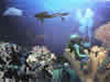 Costa Rica Aquatic Images pic 11